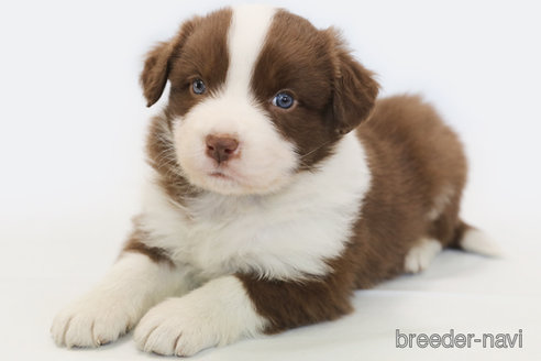 成約済の神奈川県のボーダーコリー-359950の2枚目